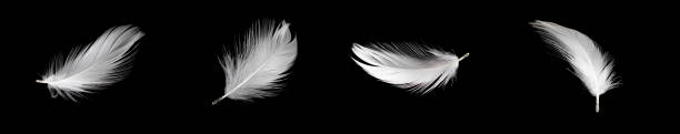 istock white duck feathers isolated on black background 1337220864