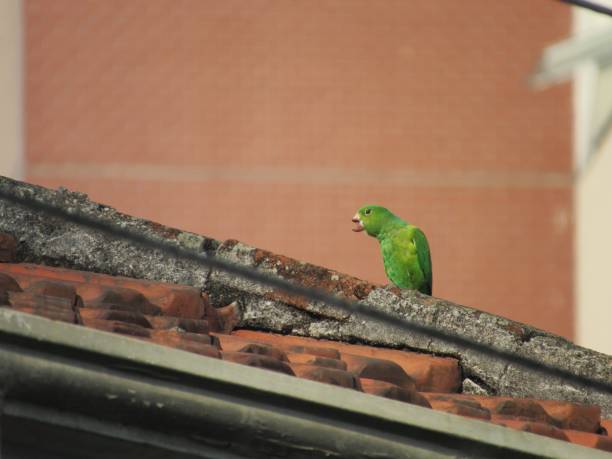 istock Green parakeet singing on a house roof 1337221057