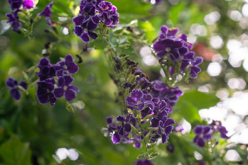 Beautiful bouquet of Duranta erecta or Sky flower, Golden dew drop, Pigeon berry, Purple flower are blooming with blur nature background