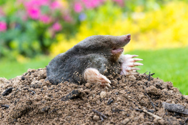 istock Mole on the top of the mole hill 1337222260