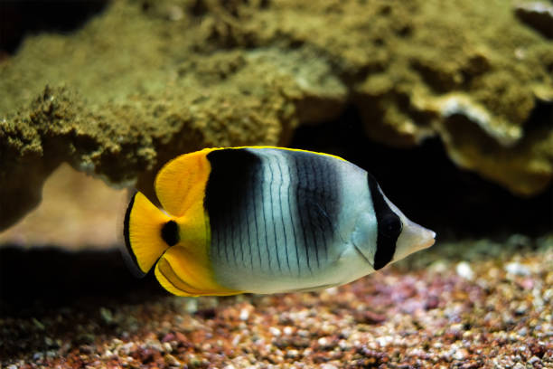 istock Pacific double-saddle butterflyfish Chaetodon ulietensis fish underwater in sea 1337225391