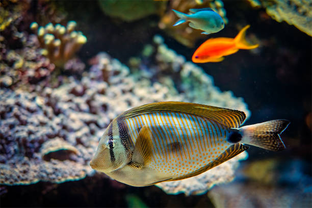 istock Red Sea sailfin tangfish underwater in sea 1337225635