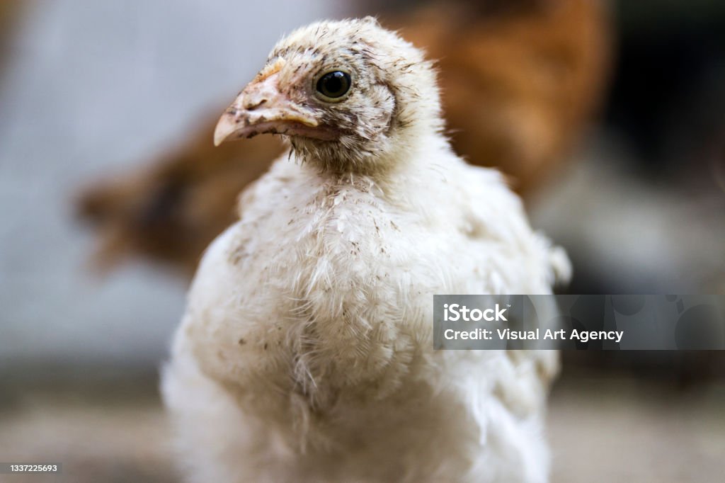 Chick Front Chick Front View Stock Photo - Download Image Now - Baby Chicken ...