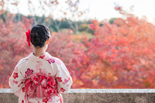 young woman tourist wearing kimono enjoying with colorful leaves in Kyoto, Japan. Asian girl with hair style in traditional Japanese clothes in Autumn foliage season