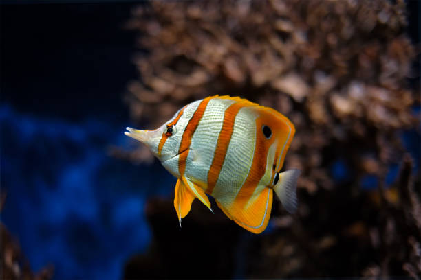 istock Copperband butterflyfish Chelmon rostratus 1337226753