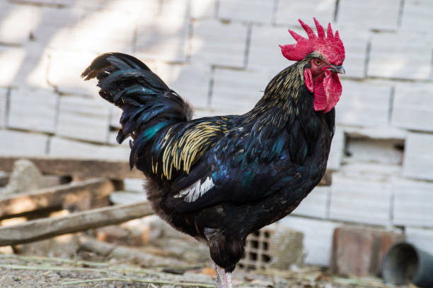 istock Side View Of Black Rooster 1337226788