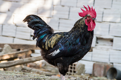 Side View Of Black Rooster