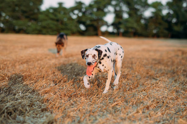 istock Dalmatian dog runs on mown field. 1337226912