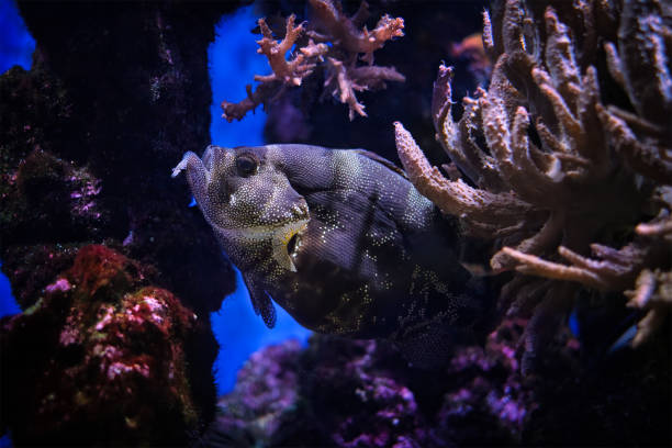 Spotted soapfish Pogonoperca punctata fish underwater in sea with corals in background