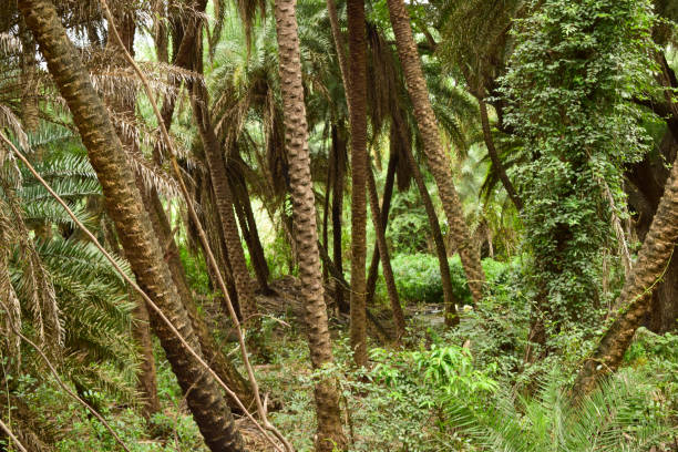istock Birds and deer Deep Natural Rain forest/Jungle In India Big Trees And Tree Branches 1337227227
