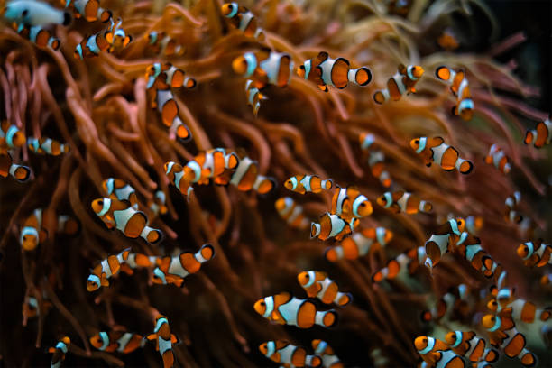 istock Clown Anemonefish Amphiprion ocellaris 1337227386