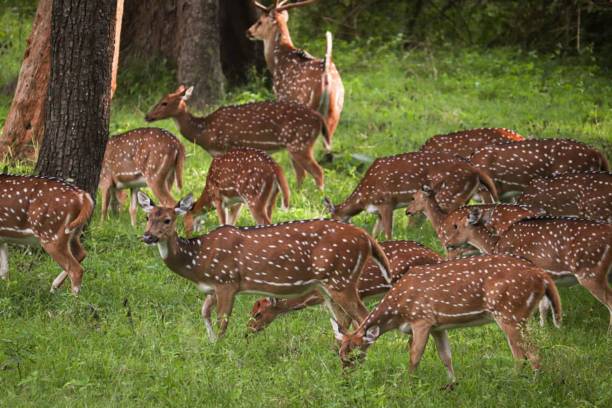 олени едят зеленую траву в лесу - animal cute animals deer deer herd стоковые фото и изображения