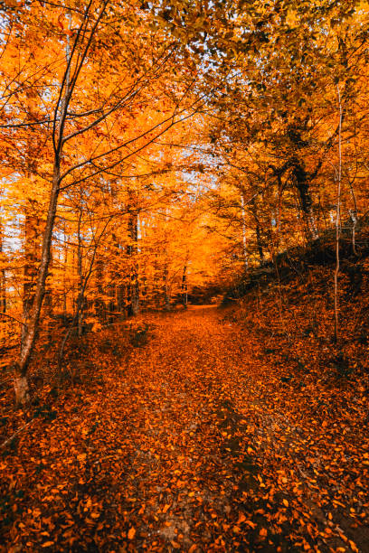 istock Autumn and trees in the forest. It's leaf fall time. 1337231194