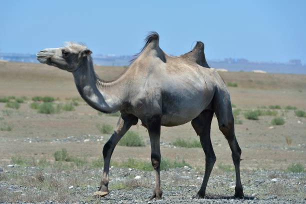 Gobi Desert Camel Stock Photos, Pictures & Royalty-Free Images - iStock