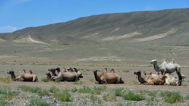 верблюды в пустыне гоби - bactrian camel стоковые фото и изображения