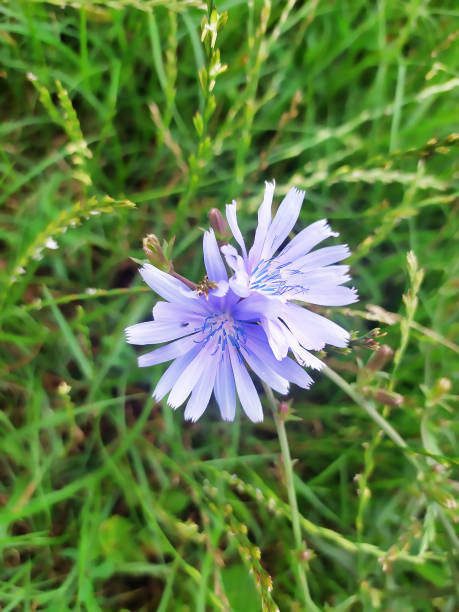 succory blu brillante in fiore o cicoria comune (cichorium intybus) fiore vegetale sul prato su sfondo di erba verde - succory foto e immagini stock