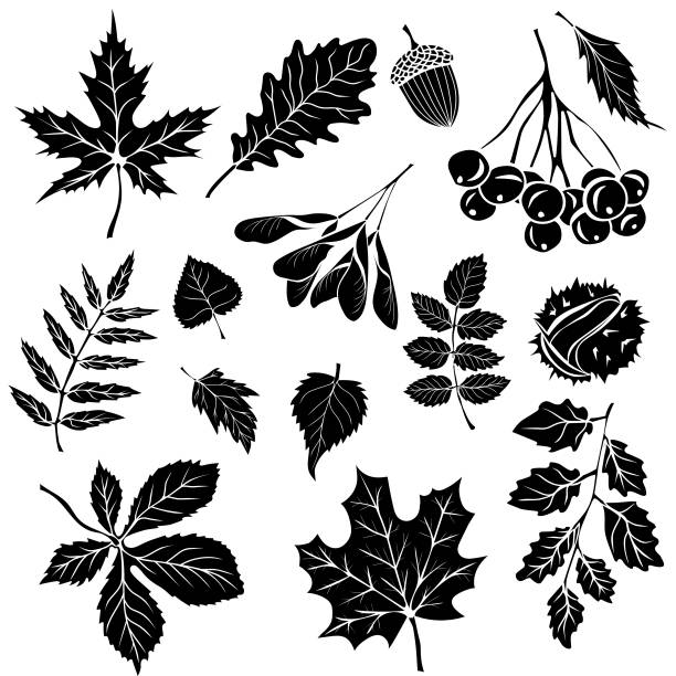 Vector set of decorative autumn leaf silhouettes Vector set of decorative autumn leaf silhouettes. Design elements for invitations, postcards, posters and banners. silhouette of a fall leaves black and white stock illustrations
