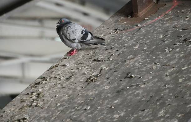 City pigeon in a bridge Grey pigeon sits between pigeon droppings pigeon meat photos stock pictures, royalty-free photos & images