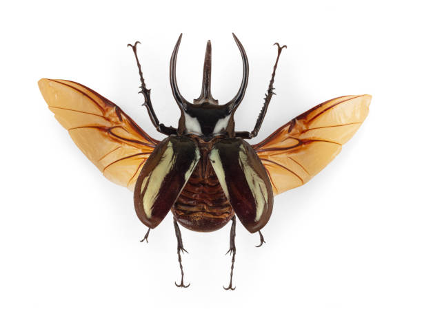 istock Chalcosoma Atlas 1337234302