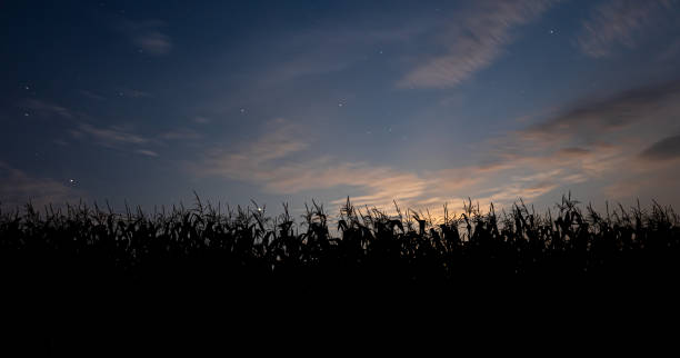 gambi di mais che si stagliavano contro il cielo serale in un campo. - autumn corn corn crop field foto e immagini stock