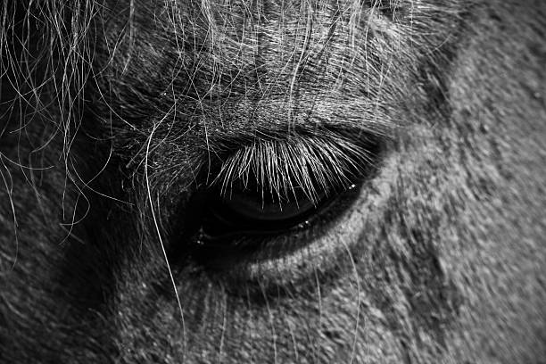 istock Horse eye closeup 133723467