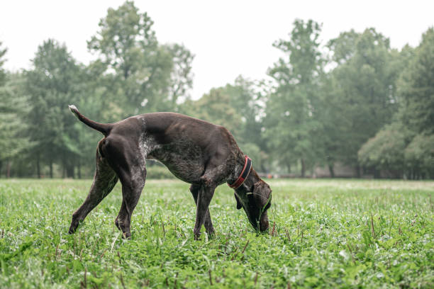 istock German Pointer On A Morning Walk In The Park 1337235488