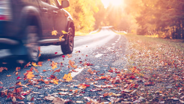 istock Asphalt road with beautiful trees on the sides in autumn 1337235958