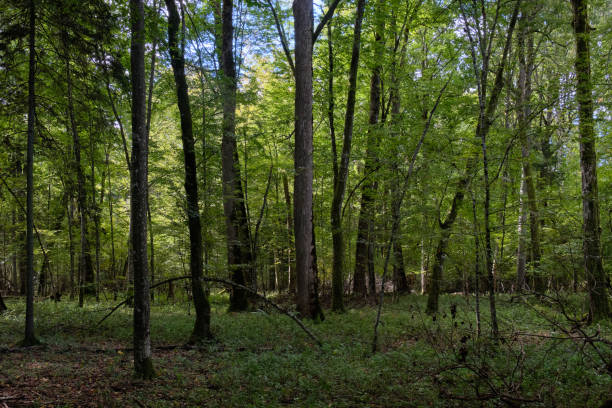 istock Deciduous stand with hornbeams and oaks 1337239903