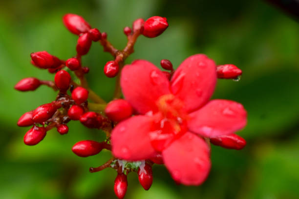 red  flower on Green Tree Close up Macro Stock Photograph Image