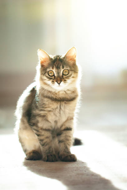 istock A cute striped kitten is sitting in the room. Selective focus. 1337240215