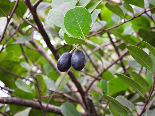 Cocoplum (Chrysobalanus icaco) tree with berries Cocoplum tree close-up chrysobalanaceae stock pictures, royalty-free photos & images
