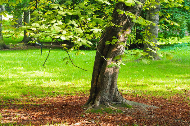 landschaft mit herbstkastanie. großer alter kastanienbaum in herbstszene, umgeben von abgefallenen blättern - chestnut tree leaf sunlight tree stock-fotos und bilder