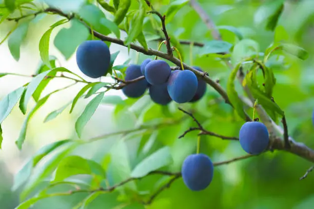 Photo of Large number of fruits of damson plum hanging on a tree. Prunus domestica insititia