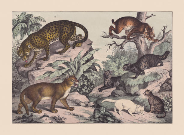 Predators (Felidae), hand-colored chromolithograph, published in 1869 Predators (Felidae): a) Leopard (Panthera pardus); b) Cougar (Puma concolor); c) Eurasian lynx (Lynx lynx); d) European wildcat (Felis silvestris); e) Domestic cat (Felis catus). Hand colored chromolithograph, published in 1869. mountain lion tree stock illustrations