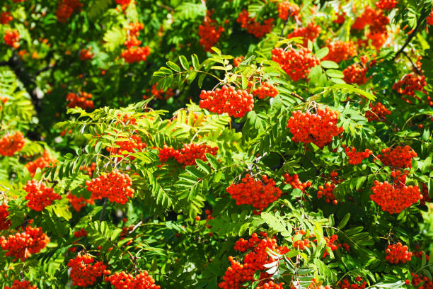 eberesche im wald wird im sommer von der sonne beleuchtet. reihbaum im spätsommer. trauben von heidelbeeren - berry fruit fruit ash autumn stock-fotos und bilder