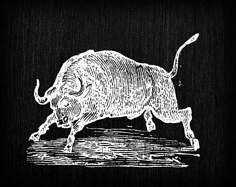 Antique engraving illustration: Bull