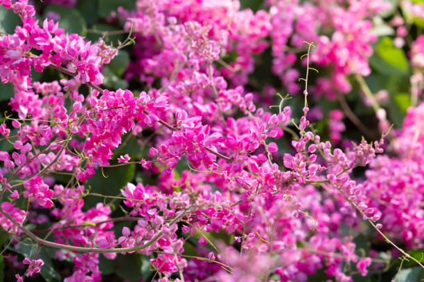 istock Mexican creeper is native to Mexico. Outside its native range, this species is widely naturalized and cultivated 1337242750