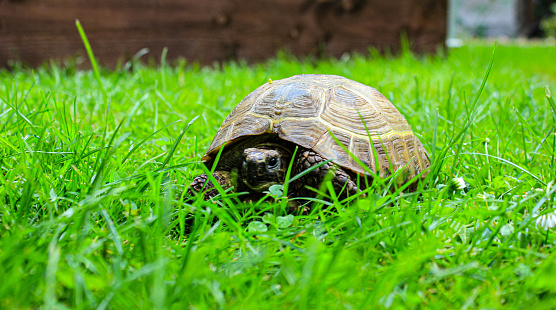 turtle in the veterinary clinic