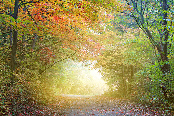 istock Morning fog scene 133724279