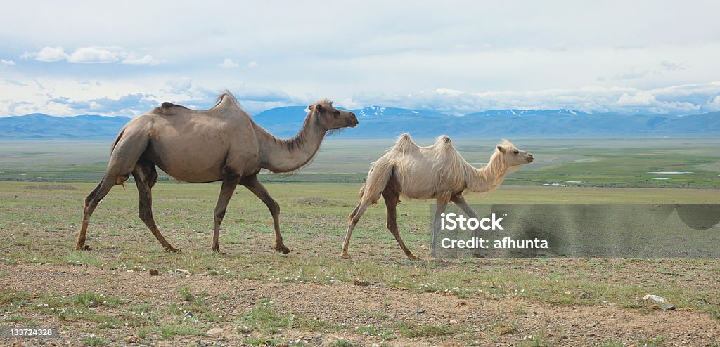 Camelos bactrianos - Foto de stock de Andar royalty-free