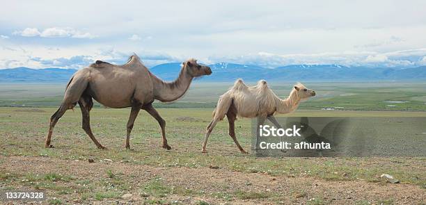 Foto de Camelos Bactrianos e mais fotos de stock de Andar - Andar, Animal, Animal selvagem