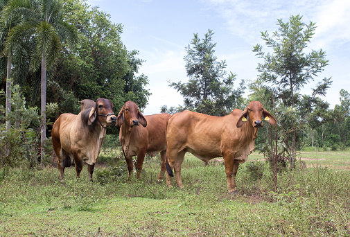 Red Brahman in Santa Fe (Argentina). Red Brahman Breed is originary from India.
