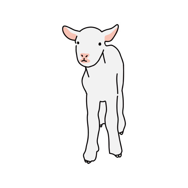 illustrations, cliparts, dessins animés et icônes de illustration vectorielle simple de l’agneau du corps entier - gigot fond blanc