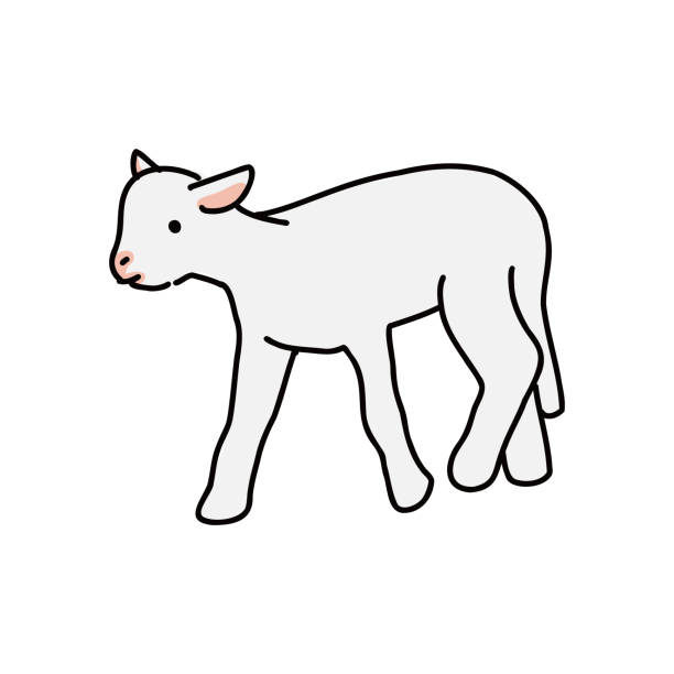 ganzkörperlamm einfache vektorillustration - crown roast of lamb stock-grafiken, -clipart, -cartoons und -symbole