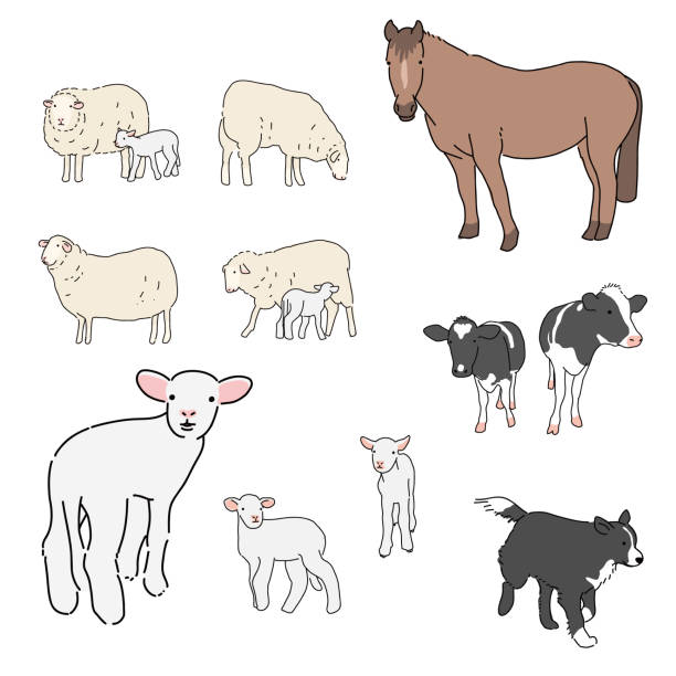 농장에 생물�의 집합 : 말, 양, 양, 개 간단한 벡터 일러스트 레이션 - sheepdog dog sheep border collie stock illustrations