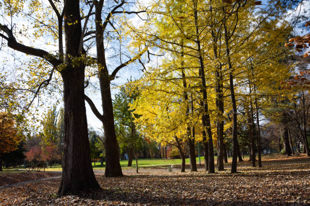 istock Park with beautiful yellow leaves in autumn 1337245746
