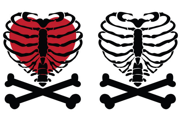 Skeleton Rib Cage Heart A Vector illustration of the Skeleton Rib Cage Heart . Perfect for acrylic blanks, cricut, tumblers, glasses, t-shirts, pillows, tote bags, garden flags, towels and plus many more!! drawing of rib cage anatomy stock illustrations