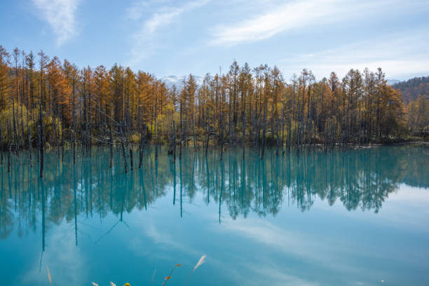 istock Autumn yellow forest and blue pond 1337245811