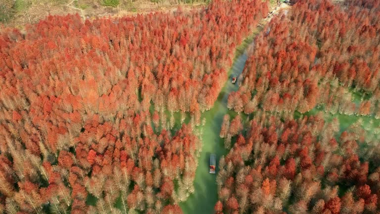 Aerial view of Boats and cypress trees in the lake. Forests planted in wetlands.Autumn scenery.Ningguoqinglongwan cypress trees Wetland Park, Xuancheng, Anhui province,China.A famous tourist attraction