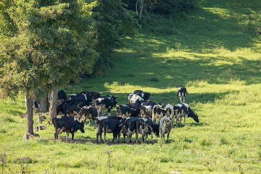 Dairy cows hiding out in the shade from trees.